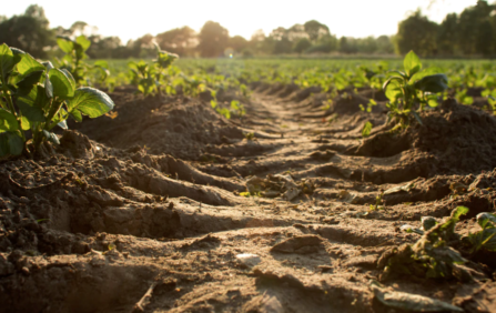 Carbon-rich compost helps yield larger, healthier crops that require less water. Adelaide Eco Bins creates compost through our recycling and waste management in Adelaide.